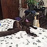 animal, bed, bedroom, bedspread, black_cat, cat, cats, fur, furniture, home_decor, houseplant, indoors, long_tail, lying_down, mirror, patterned_fabric, pet, pink_collar, sitting, stretching