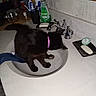 animal, bathroom, black_cat, cat, collar, countertop, domestic, faucet, feline, funny, grooming, household, indoor, lying_down, mouthwash, pet, sink, sitting, soap, toothbrush