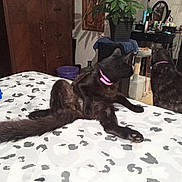 Jackyl joined the competition — help win amazing prizes! animal, bed, bedroom, black_cat, blanket, cat, cats, cozy, feline, furniture, grooming, home, houseplant, indoor, mirror, pet, pink_collar, playful, vanity, wardrobe