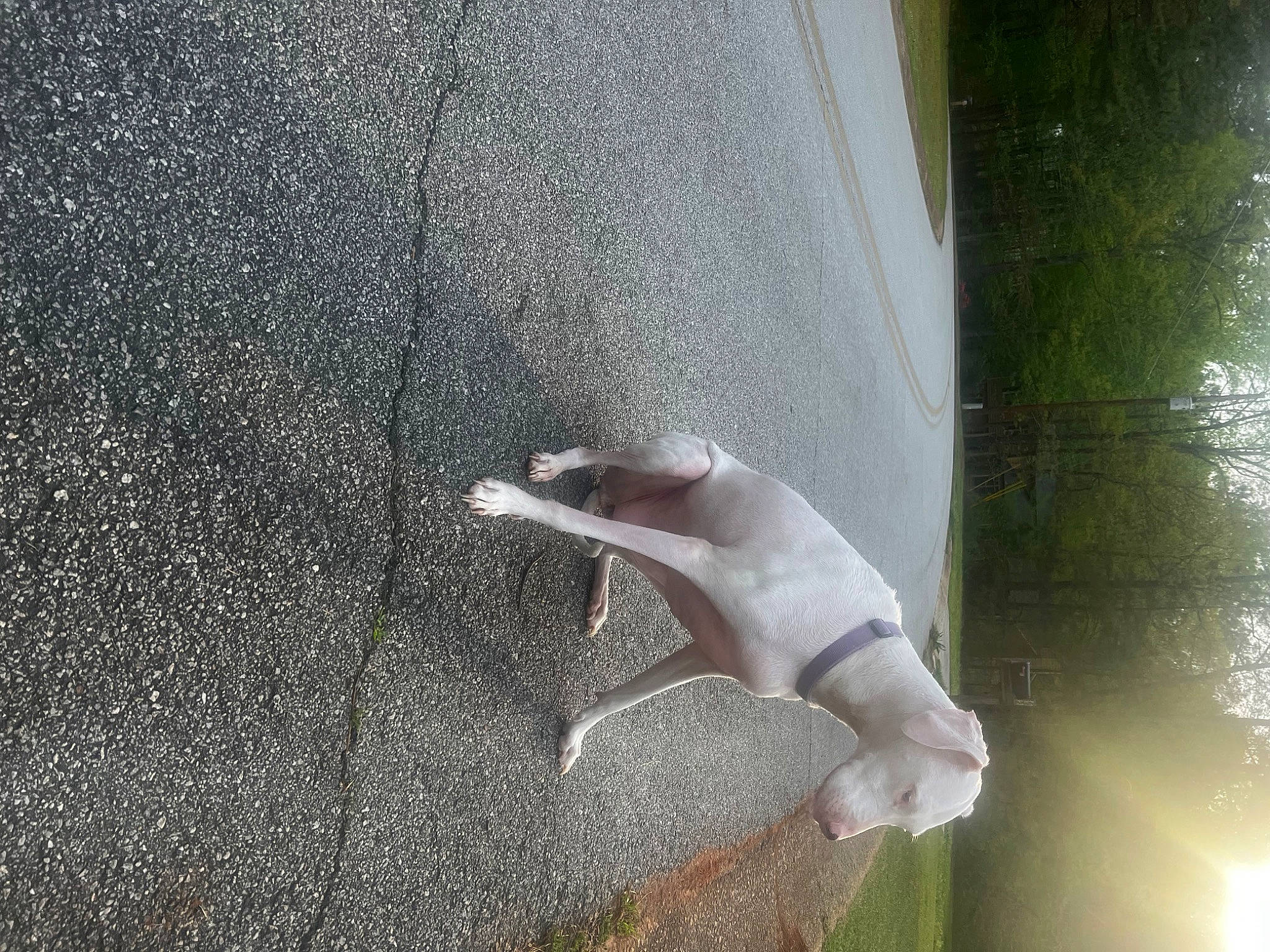 Dasiy joined the competition — help win amazing prizes! asphalt, auto_part, automotive_exterior, automotive_tire, concrete, fender, glass, grass, metal, plant, tail, tar, vehicle_door, windshield, wood