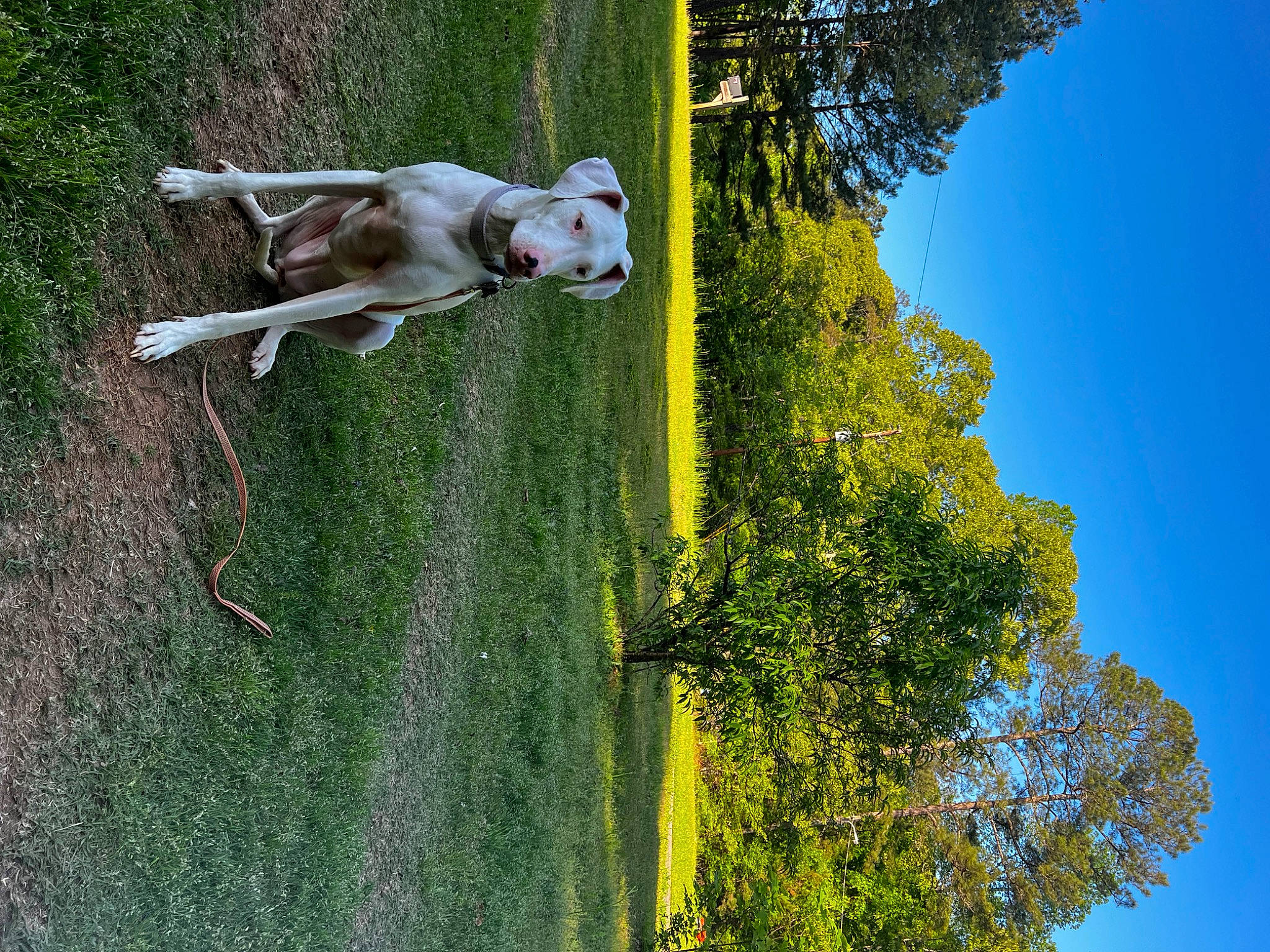 Dasiy joined the competition — help win amazing prizes! adventure, canidae, companion_dog, dog, dog_breed, fun, grass, landscape, leisure, people_in_nature, plant, pole, recreation, shadow, sky, sporting_group, tree, water
