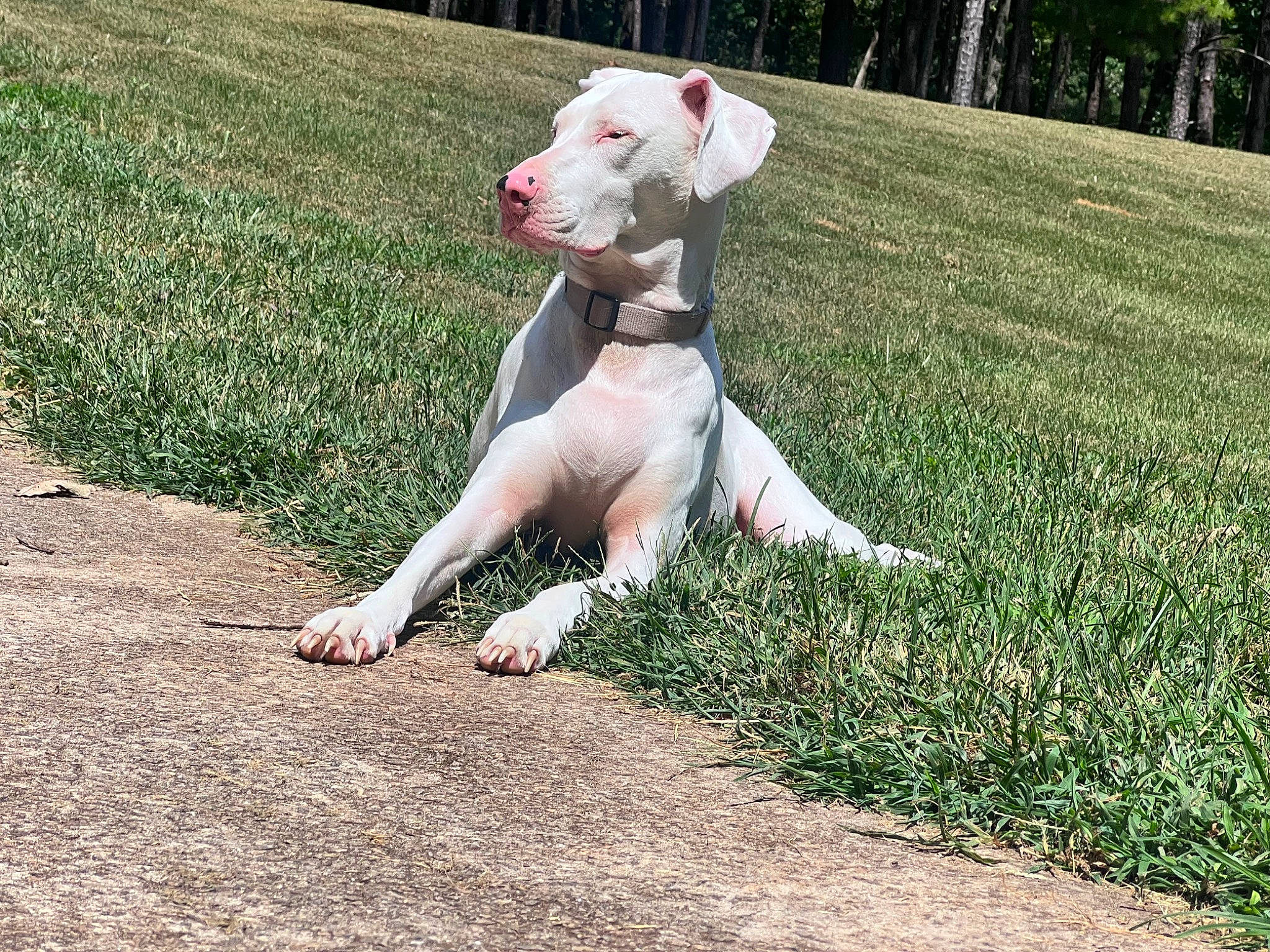 Dasiy is registered to the contest to win money with this photo: carnivore, companion_dog, dog_breed, fawn, grass, grassland, human_leg, lawn, leisure, livestock, meadow, pasture, paw, people_in_nature, plant, sporting_group, tail, terrestrial_animal, tree, working_animal