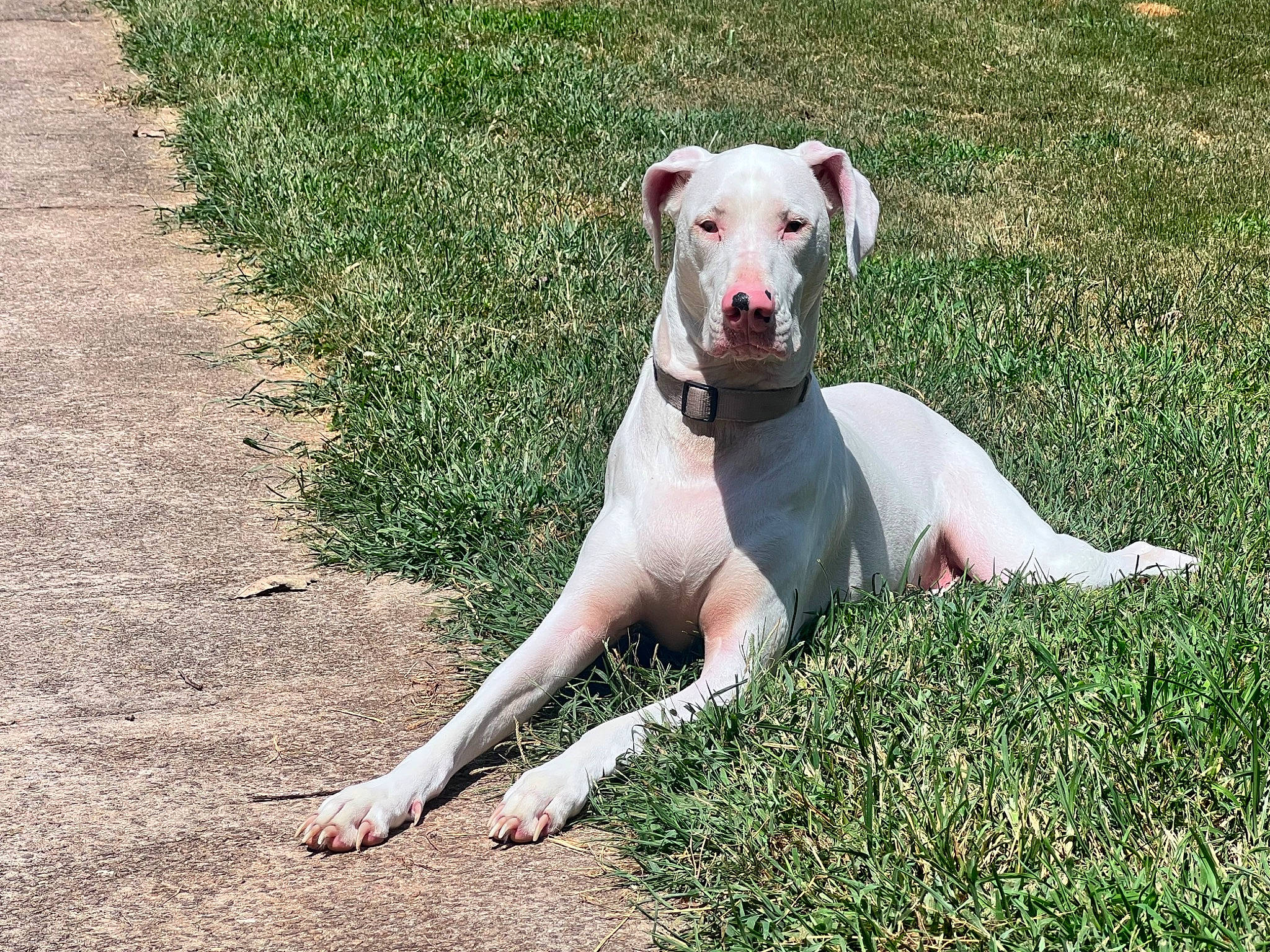 Dasiy joined the competition — help win amazing prizes! boxer, canidae, carnivore, collar, companion_dog, dog, dog_breed, dog_collar, dogo_guatemalteco, fawn, foot, grass, hunting_dog, non_sporting_group, plant, snout, sporting_group, tail, working_animal, working_dog