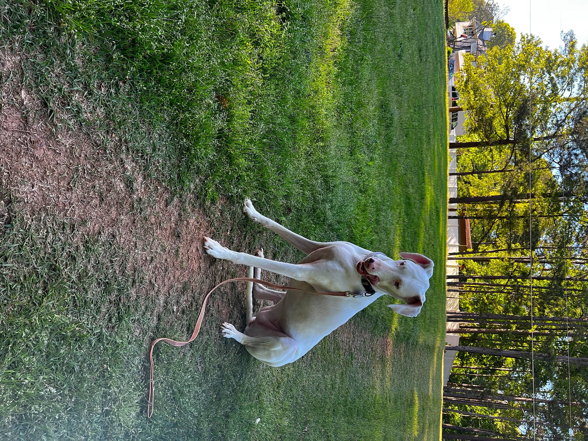 Dasiy joined the competition — help win amazing prizes! adventure, door, fawn, grass, landscape, leisure, plant, pole, recreation, rope, shrub, sporting_group, stallion, tail, tree, trunk, vegetation, water, window, wire