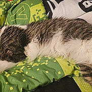 Giselle is registered to the contest to win money with this photo: cat, sleeping, bed, blanket, green, patterned, fur, pet, cozy, resting, cute, animal, indoor, relaxing, tabby, whiskers, soft, comfort, domestic, feline