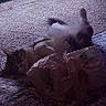 Giselle is registered to the contest to win money with this photo: cat, dog, carpet, indoor, figurines, toy, shelf, relaxing, pet, animal, furry, resting, floor, cozy, companion, cute, playful, home, decor, light