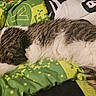 cat, sleeping, bed, blanket, indoor, cozy, pet, fur, resting, patterned_blanket, striped_cat, animal, cute, relaxed, feline, domestic, soft, comfort, peaceful, lying_down