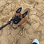 puppy, dog, sand, beach, leash, footwear, sneakers, pants, pet, animal, cute, looking_up, outdoor, playful, young_dog, canine, animal_face, pet_owner, foot, texture