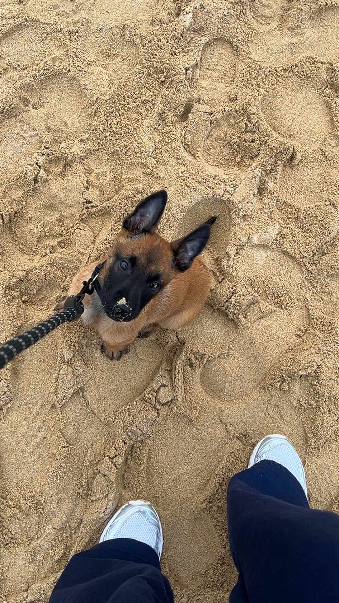 Niro a rejoint le concours — aidez-le/la à gagner de superbes lots ! puppy, dog, sand, beach, leash, footwear, sneakers, pants, pet, animal, cute, looking_up, outdoor, playful, young_dog, canine, animal_face, pet_owner, foot, texture