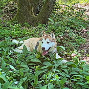 Urus participe au concours pour gagner de l'argent avec cette photo : dog, husky, forest, greenery, plants, leaves, trees, outdoor, nature, canine, pet, animal, tongue_out, shade, sunlight, happy, resting, wildlife, summer, moss
