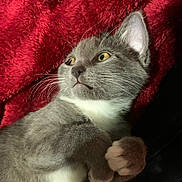 Fern is registered to the contest to win money with this photo: animal, blanket, cat, close_up, curious, cute, domestic_cat, feline, fur, gray_cat, indoor, lying_down, pet, portrait, red_blanket, relaxed, soft_texture, whiskers, white_paws, yellow_eyes