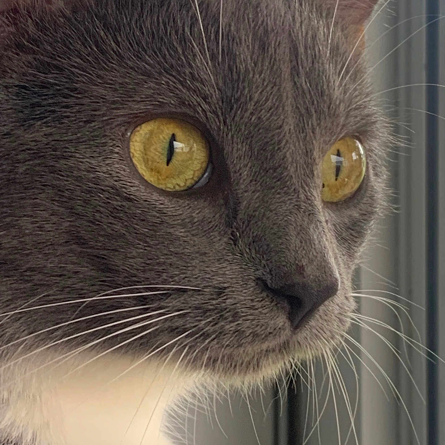 Fern joined the competition — help win amazing prizes! animal, cat, close_up, curious, domestic_cat, face, feline, focus, gray_cat, indoor, muzzle, pet, portrait, side_view, soft_light, texture, whiskers, white_fur, window, yellow_eyes
