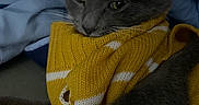 Fern is registered to the contest to win money with this photo: animal, blue_blanket, cat, closeup, cozy, cute, domestic, feline, fur, grey_cat, hole, indoor, knitwear, pet, portrait, relaxed, resting, sleepy, whiskers, yellow_sweater