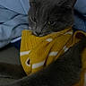 animal, blue_blanket, cat, closeup, cozy, cute, domestic, feline, fur, grey_cat, hole, indoor, knitwear, pet, portrait, relaxed, resting, sleepy, whiskers, yellow_sweater