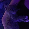 Fern joined the competition — help win amazing prizes! animal, arm, cat, close_up, comfort, companion, cozy, cute, dark, feline, fur, indoor, kitten, night, person, pet, purple_light, resting, sleeping, soft_light