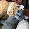 Fern is registered to the contest to win money with this photo: animal, cat, close_up, companion, cozy, cuddle, cute, domestic_animal, feline, fur, gray_cat, indoor, nap, orange_cat, pet, relaxed, resting, sleeping, snuggling, soft_texture