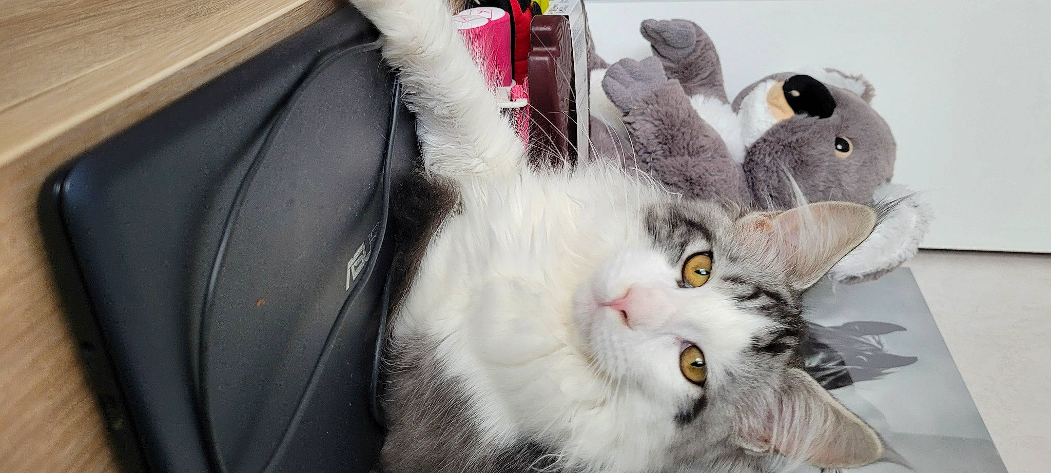 Tarzan participe au concours pour gagner de l'argent avec cette photo : carnivore, cat, comfort, domestic_short_haired_cat, felidae, fur, hood, paw, personal_luxury_car, small_to_medium_sized_cats, snout, whiskers, windscreen_wiper, windshield