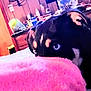 black_dog, blanket, blue_eyes, bottle, brown_markings, close_up, cluttered, container, cup, dog, domestic, furniture, household_items, indoor, peeking, pet, pink, relaxed, table, wood_paneling