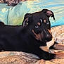 dog, puppy, bed, blanket, indoor, lying_down, black, tan, animal, pet, cute, fur, ears, eyes, resting, cozy, comfort, domestic_animal, young, portrait