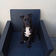 Aïko participe au concours pour gagner de l'argent avec cette photo : puppy, dog, black_dog, white_chest, sitting, chair, outdoor_chair, woven_chair, pet, animal, looking_up, curious, wall, floor, pavement, furniture, alone, young_dog, domestic_animal, cute