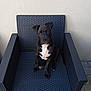 puppy, dog, black_dog, white_chest, sitting, chair, outdoor_chair, woven_chair, pet, animal, looking_up, curious, wall, floor, pavement, furniture, alone, young_dog, domestic_animal, cute