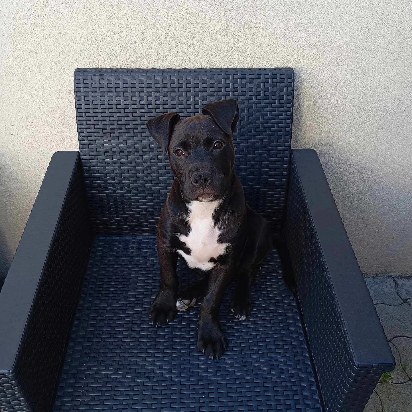 Aïko participe au concours pour gagner de l'argent avec cette photo : alone, animal, black_dog, chair, curious, cute, dog, domestic_animal, floor, furniture, looking_up, outdoor_chair, pavement, pet, puppy, sitting, wall, white_chest, woven_chair, young_dog