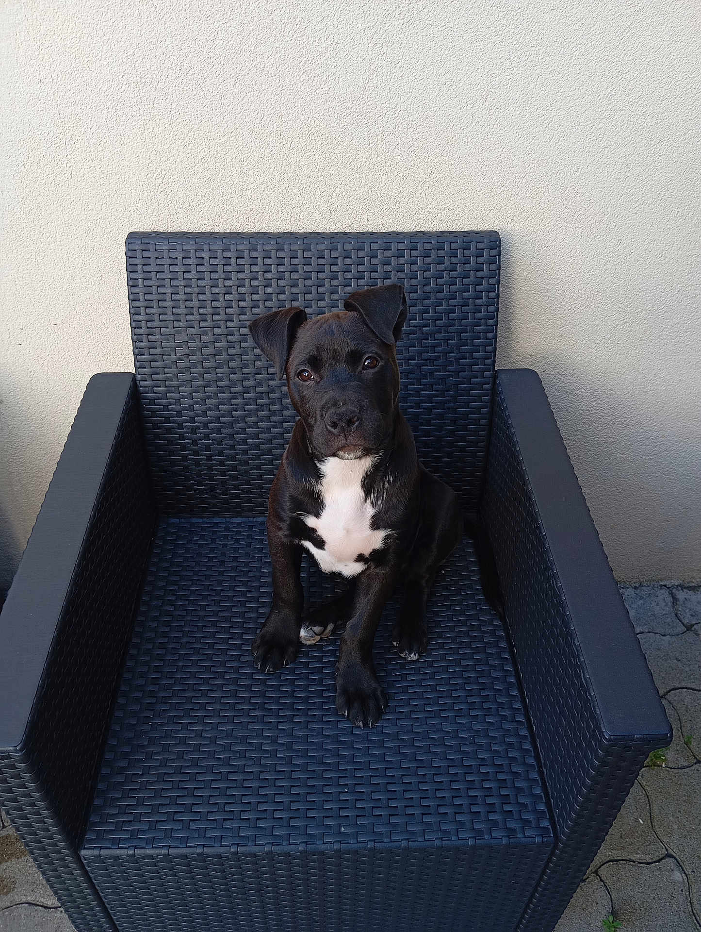 Aïko participe au concours pour gagner de l'argent avec cette photo : puppy, dog, black_dog, white_chest, sitting, chair, outdoor_chair, woven_chair, pet, animal, looking_up, curious, wall, floor, pavement, furniture, alone, young_dog, domestic_animal, cute