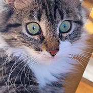 Nutsy participe au concours pour gagner de l'argent avec cette photo : cat, close_up, green_eyes, whiskers, fur, tabby, pet, animal, cute, curious, face, portrait, soft, fluffy, indoor, mammal, feline, focused, detail, domestic