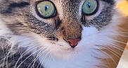 Nutsy participe au concours pour gagner de l'argent avec cette photo : animal, cat, close_up, curious, cute, detail, domestic, face, feline, fluffy, focused, fur, green_eyes, indoor, mammal, pet, portrait, soft, tabby, whiskers