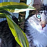 Nutsy participe au concours pour gagner de l'argent avec cette photo : animal, bamboo, cat, close_up, curious, feline, fur, gray_cat, green_eye, houseplant, indoor, leaves, nature, peeking, pet, photography, pink_nose, portrait, whiskers, white_fur