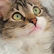 Nutsy a rejoint le concours — aidez-le/la à gagner de superbes lots ! animal, brown_fur, cat, close_up, curious, facial_features, feline, fluffy, fur, green_eyes, indoor, pet, photography, pink_nose, portrait, soft_lighting, staring, tabby, whiskers, white_fur