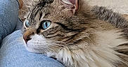 Nutsy participe au concours pour gagner de l'argent avec cette photo : cat, tabby, blue_eyes, fluffy, domestic_cat, animal, pet, indoor, relaxed, denim, jeans, leg, white_socks, feline, close_up, resting, cozy, fur, whiskers, portrait