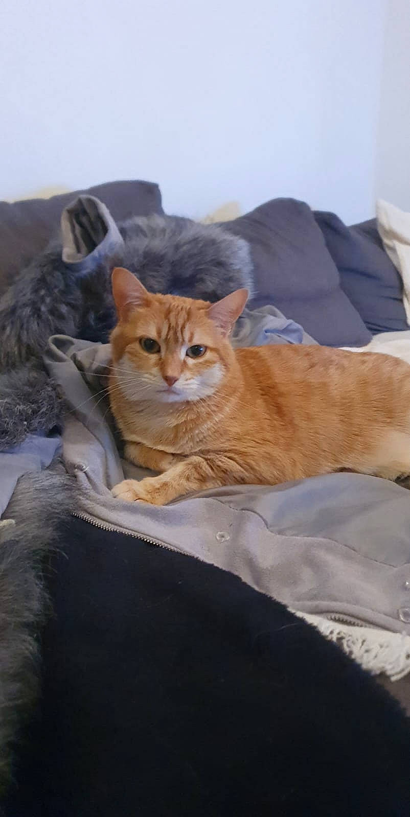 Hades a rejoint le concours — aidez-le/la à gagner de superbes lots ! brown, carnivore, cat, comfort, domestic_short_haired_cat, fawn, felidae, fur, grey, linens, paw, sitting, small_to_medium_sized_cats, tail, terrestrial_animal, tree, whiskers, wildlife, wood