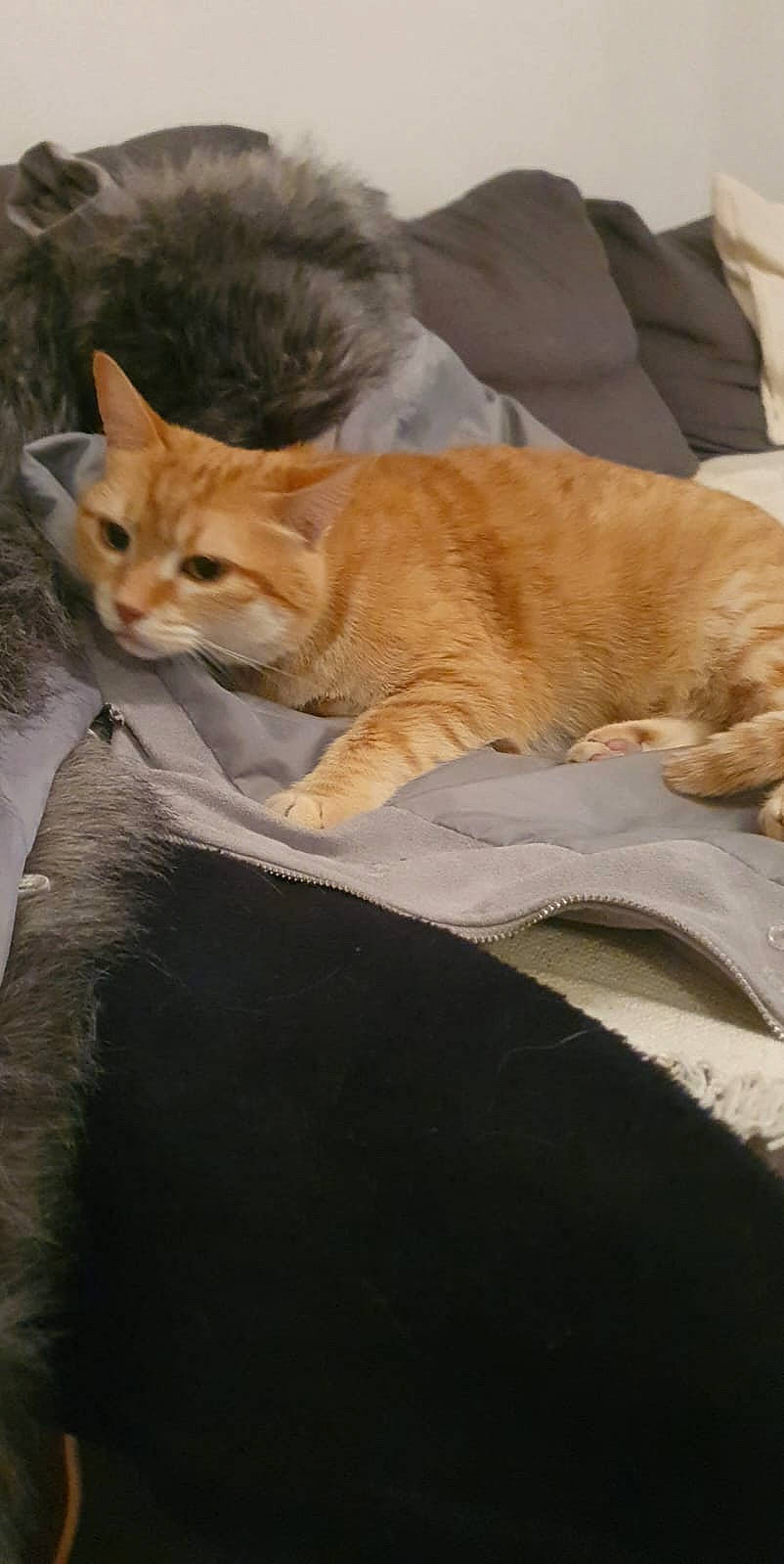 Hades a rejoint le concours — aidez-le/la à gagner de superbes lots ! carnivore, cat, claw, comfort, domestic_short_haired_cat, fawn, felidae, fur, human_leg, linens, nap, paw, small_to_medium_sized_cats, snout, tail, terrestrial_animal, tree, whiskers, wildlife, wood