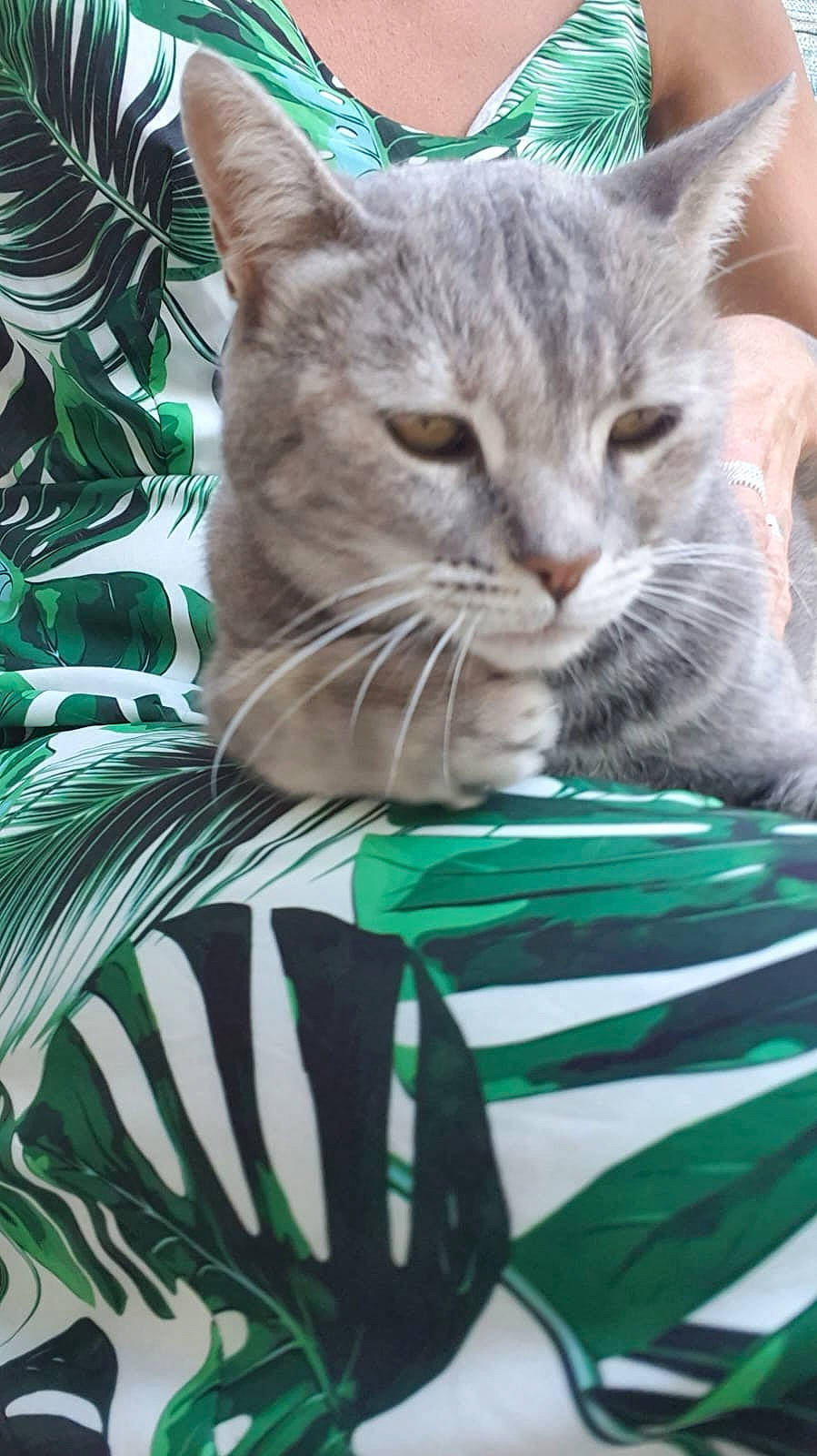 Wasabi a rejoint le concours — aidez-le/la à gagner de superbes lots ! carnivore, cat, claw, close_up, domestic_short_haired_cat, event, felidae, fur, grass, green, pattern, paw, plant, small_to_medium_sized_cats, snout, tail, textile, tree, whiskers, wildlife