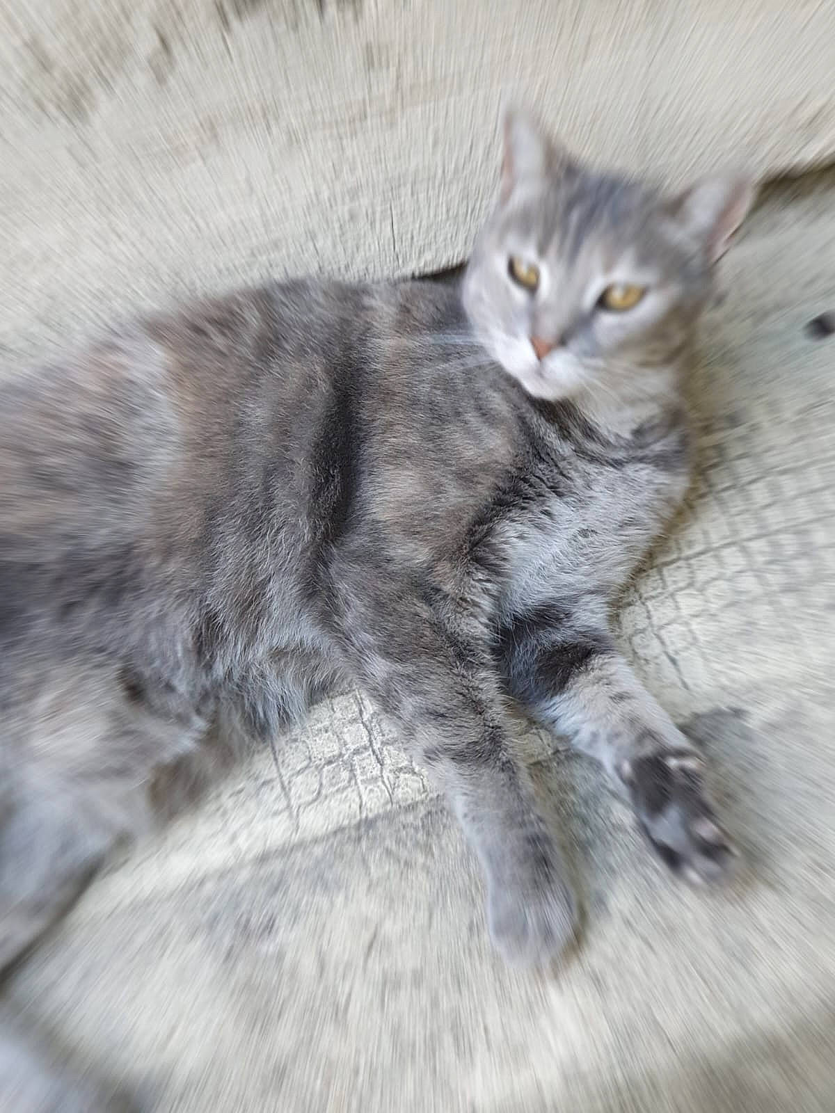 Wasabi a rejoint le concours — aidez-le/la à gagner de superbes lots ! carnivore, cat, claw, close_up, domestic_short_haired_cat, felidae, fur, grey, paw, small_to_medium_sized_cats, snout, tail, terrestrial_animal, tree, whiskers, wildlife