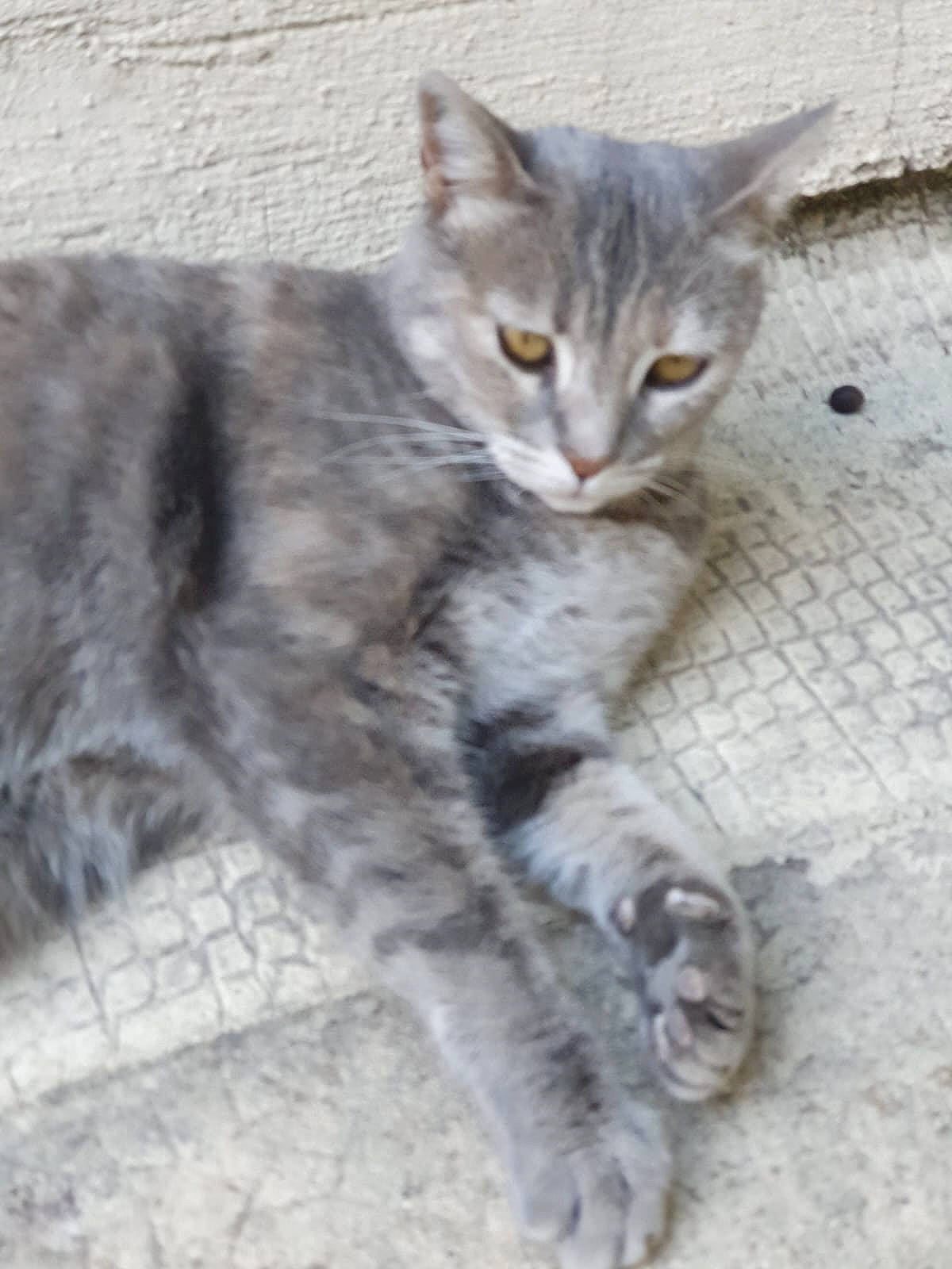 Wasabi participe au concours pour gagner de l'argent avec cette photo : carnivore, cat, claw, domestic_short_haired_cat, eye, felidae, foot, fur, head, paw, small_to_medium_sized_cats, snout, tail, terrestrial_animal, whiskers, wildlife