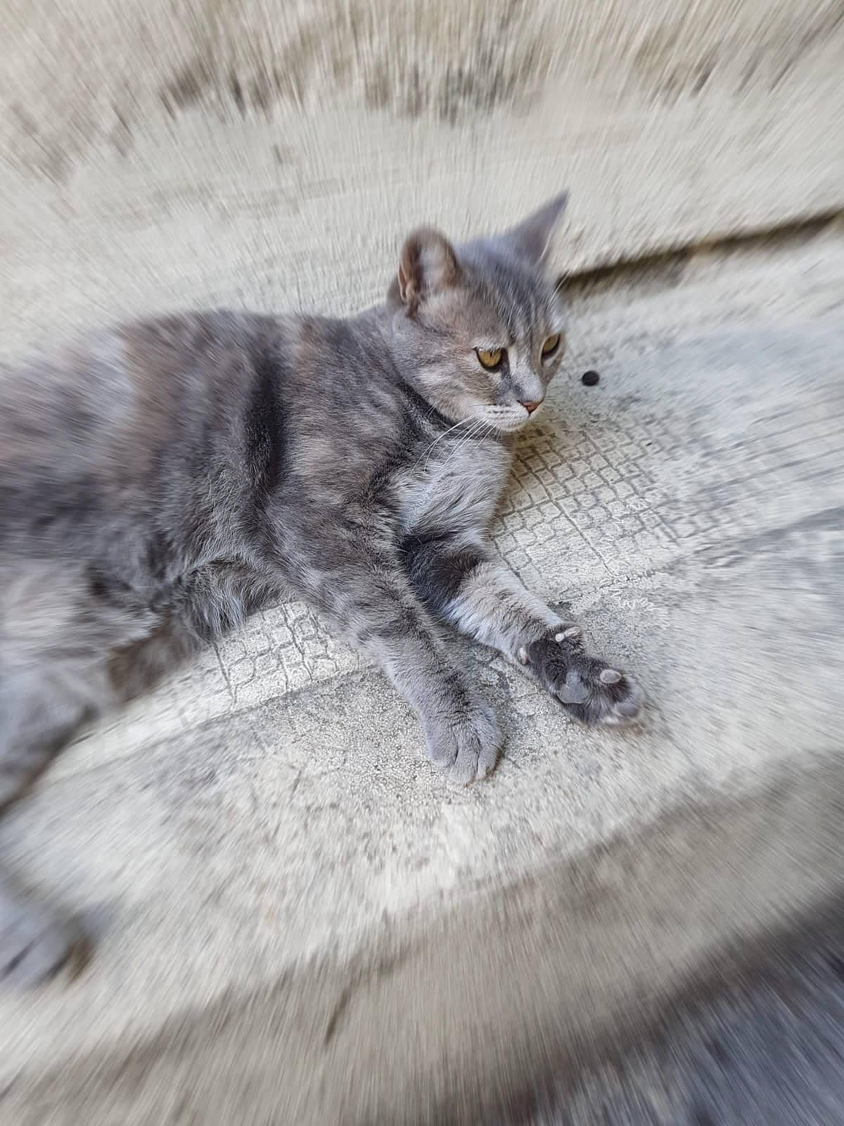 Wasabi participe au concours pour gagner de l'argent avec cette photo : carnivore, cat, claw, domestic_short_haired_cat, eye, felidae, fur, grey, paw, sitting, small_to_medium_sized_cats, snout, tail, terrestrial_animal, whiskers, wildlife