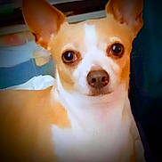 Sweetie is registered to the contest to win money with this photo: dog, small_dog, tan, white, ears, pet, animal, indoor, face, eyes, nose, portrait, looking, cute, canine, fur, mammal, companion, domestic_animal, closeup