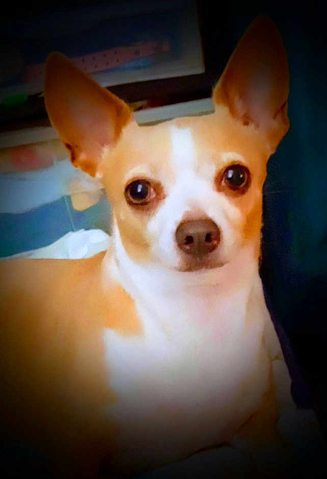 Sweetie is registered to the contest to win money with this photo: dog, small_dog, tan, white, ears, pet, animal, indoor, face, eyes, nose, portrait, looking, cute, canine, fur, mammal, companion, domestic_animal, closeup