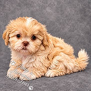 Winnie joined the competition — help win amazing prizes! puppy, dog, small_dog, fluffy, apricot_fur, brown_eyes, portrait, studio, gray_background, sitting, lying_down, tail, curly_fur, pet, cute, adorable, animal, canine, text_overlay, watermark