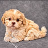 puppy, dog, small_dog, fluffy, apricot_fur, brown_eyes, portrait, studio, gray_background, sitting, lying_down, tail, curly_fur, pet, cute, adorable, animal, canine, text_overlay, watermark