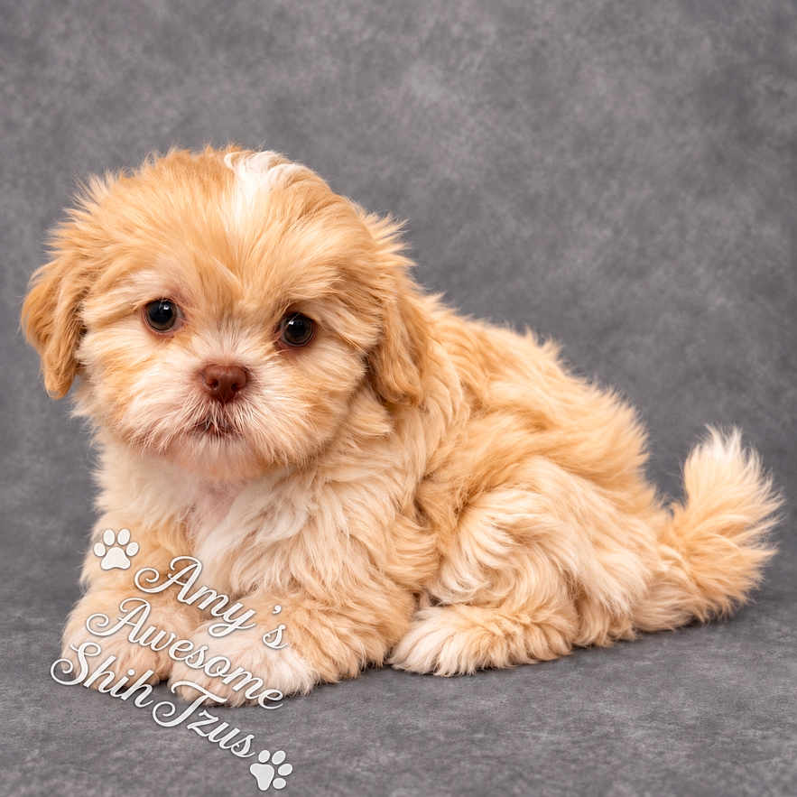 Winnie joined the competition — help win amazing prizes! puppy, dog, small_dog, fluffy, apricot_fur, brown_eyes, portrait, studio, gray_background, sitting, lying_down, tail, curly_fur, pet, cute, adorable, animal, canine, text_overlay, watermark