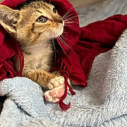 Brutus participe au concours pour gagner de l'argent avec cette photo : kitten, cat, pet, animal, fur, whiskers, paw, blanket, red_hood, cozy, cute, indoor, curious, soft_texture, closeup, young, sleepy, resting, warm, feline