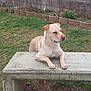 animal, bench, canine, concrete, daytime, dog, domestic_animal, fence, garden, garden_gnome, grass, lawn, mammal, nature, outdoor, pet, plant, relaxed, stone_wall, yard