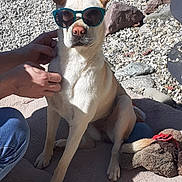 Vicky a rejoint le concours — aidez-le/la à gagner de superbes lots ! accessory, brown, canine, casual, dog, hand, mat, outdoor, person, pet, playful, relaxed, rocks, shadows, sitting, summer, sunglasses, sunlight, toy, white