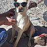 accessory, brown, canine, casual, dog, hand, mat, outdoor, person, pet, playful, relaxed, rocks, shadows, sitting, summer, sunglasses, sunlight, toy, white