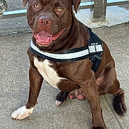 Rocket is registered to the contest to win money with this photo: dog, service_animal, brown_dog, white_patch, sitting, harness, outdoor, concrete, metal_railings, pet, animal, canine, alert, friendly, tongue_out, ears_perked, close_up, mammal, companion, working_dog