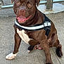dog, service_animal, brown_dog, white_patch, sitting, harness, outdoor, concrete, metal_railings, pet, animal, canine, alert, friendly, tongue_out, ears_perked, close_up, mammal, companion, working_dog