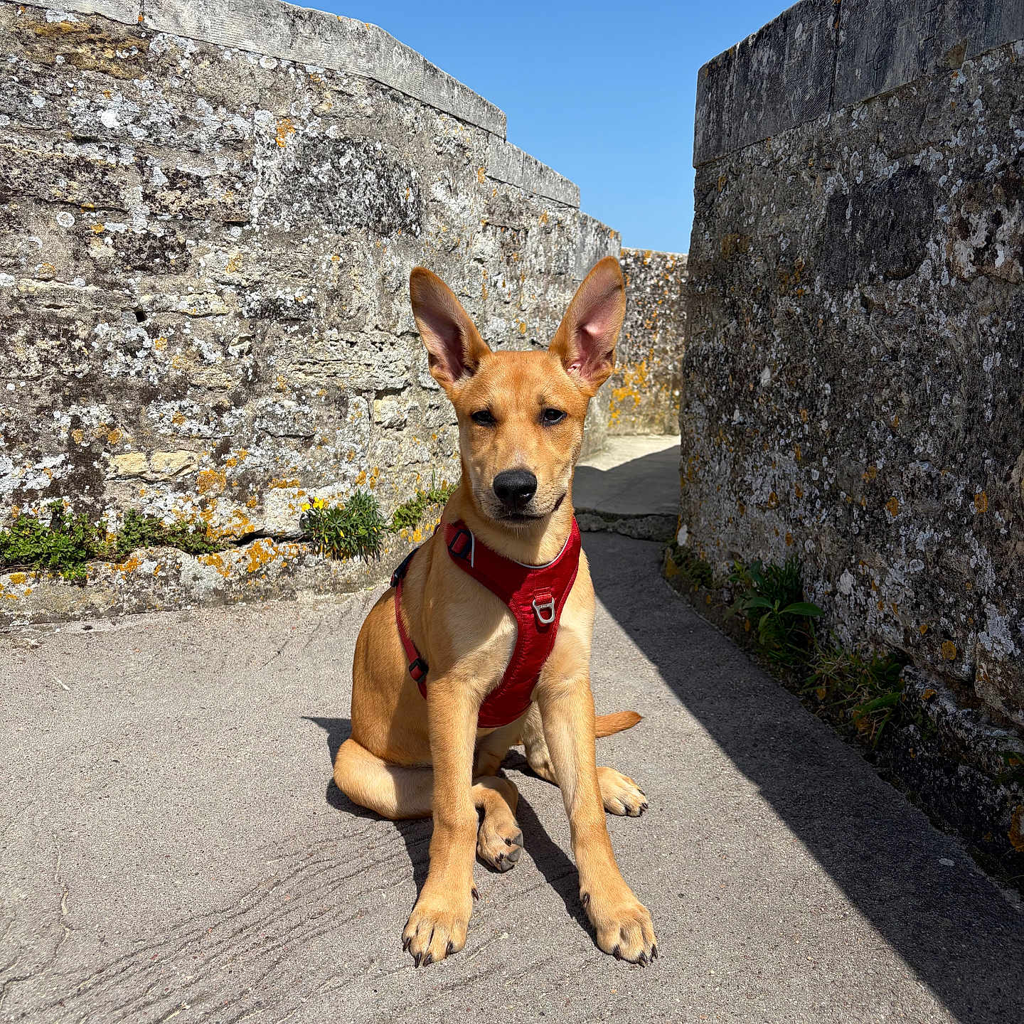 Arès participe au concours pour gagner de l'argent avec cette photo : alert, animal, brown_dog, clear_sky, cute, daylight, dog, ears_up, guard, harness, loyal, nature, outdoor, pathway, pet, portrait, shadow, sitting, stone_wall, sunlight